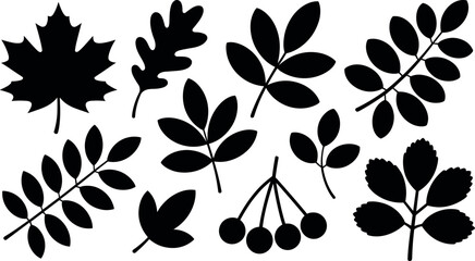 Obraz premium Collection of black silhouettes of various autumn leaves and berries on a white background