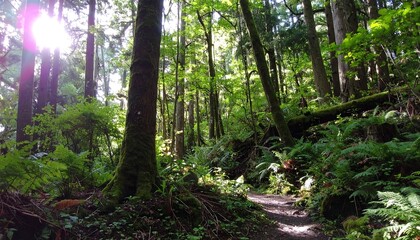 Fototapeta premium Sunlit forest path