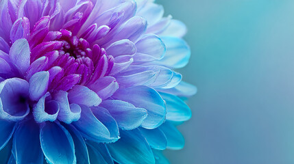 Obraz premium Vibrant close-up of a stunning purple and blue chrysanthemum flower with water droplets, perfect for elegant design projects