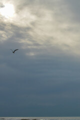 Sun behind thick clouds at sea with seagull in the sky