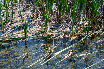 Reeds on the shore of a lake