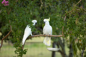 Two sulphur-crested cockatoos sitting on branch of crepe myrtle tree with bird feeder below