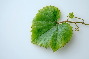 Grape leaf with a small vine tendril attached, placed diagonally on white background, high detail, natural color gradient,