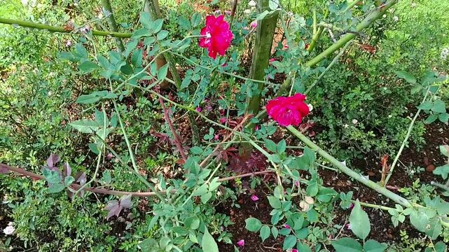 Rose flowers grow in the garden