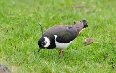 Vanneau huppé,Vanellus vanellus, Northern Lapwing