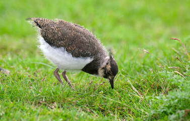 Bernache nonnette, Branta leucopsis, Barnacle Goose, jeune