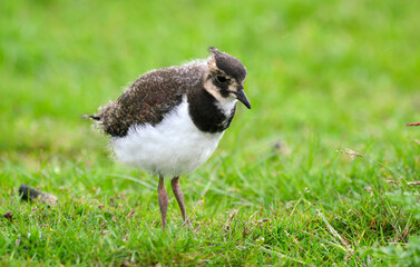 Bernache nonnette, Branta leucopsis, Barnacle Goose, jeune