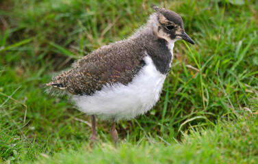 Bernache nonnette, Branta leucopsis, Barnacle Goose, jeune