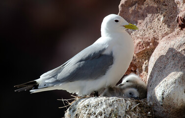 Mouette tridactyle,Rissa tridactyla, Black legged Kittiwake, nid, jeune