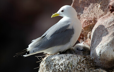 Mouette tridactyle,Rissa tridactyla, Black legged Kittiwake, nid, jeune