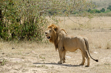 lion, panthera leo, Afrique de l'Est