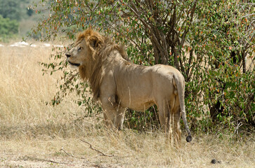 lion, panthera leo, Afrique de l'Est