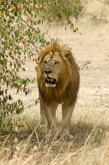 lion, panthera leo, Afrique de l'Est