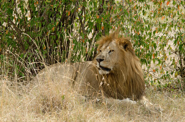 lion, panthera leo, Afrique de l'Est