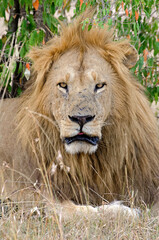 lion, panthera leo, Afrique de l'Est