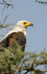 Pygargue vocifère, Pygargue vocifer, African Fish Eagle, Aigle pêcheur d'Afrique, Haliaeetus vocifer, Afrique