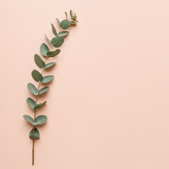 Eucalyptus Branch on Peach Background