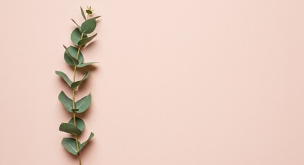 Eucalyptus Branch on Peach Background