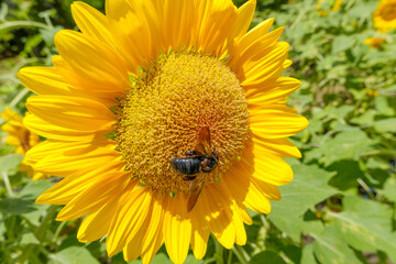 ひまわりと蜜を集めるクマバチの姿