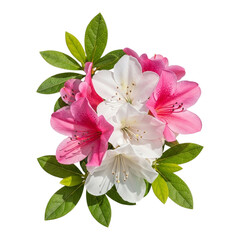 Obraz premium Pink and white azalea flowers isolated on transparent background