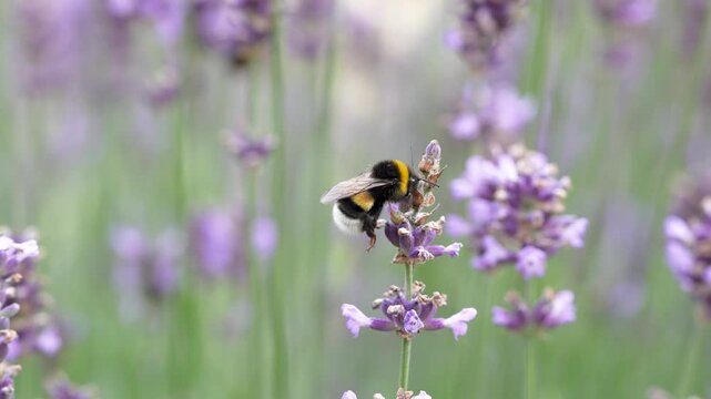 Swarm of bumblebees pollinating blooming lavender bush with small flowers in the garden. Role of pollinators. Bombus terrestris sucks nectar from purple Lavandula flower in the meadow