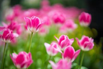 Obraz premium Field of vibrant pink tulips in full bloom with blurred background creating a dreamy and colorful garden scene