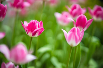 Field of vibrant pink tulips in full bloom with blurred background creating a dreamy and colorful garden scene