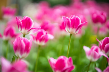 Field of vibrant pink tulips in full bloom with blurred background creating a dreamy and colorful garden scene