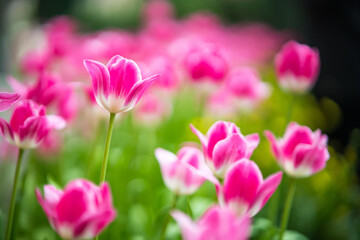 Field of vibrant pink tulips in full bloom with blurred background creating a dreamy and colorful garden scene