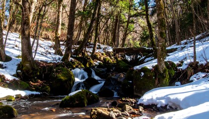 Winter forest stream scene