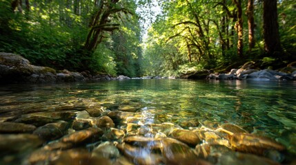 Obraz premium Crystal-clear river flowing through a lush forest.
