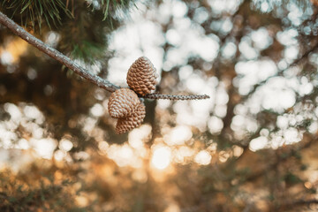Clump of pine cones on branch with golden sunlight bokeh background