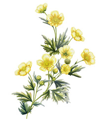 Illustration bouquet of buttercup flowers in watercolor style. Print with wildflowers for decoration. Medicinal plant for packaging, labels	