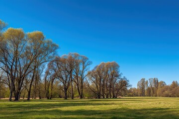 Obraz premium Row Of Trees In A Meadow Under A Bright Blue Sky