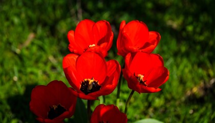 Fototapeta premium Vibrant red tulips in a grassy meadow