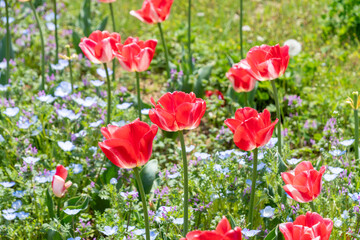 春の庭に咲く赤いチューリップと小花の共演