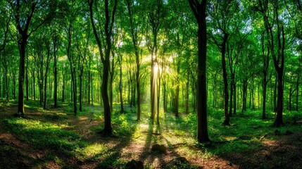 Obraz premium Sunlight Piercing Lush Green Forest