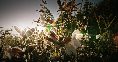 Silene Latifolia Subsp. Alba. Formerly Melandrium Album. White Campion Is A Dioecious Flowering...