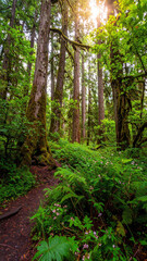 Fototapeta premium Golden rays breaking through tall forest canopy lighting up vibrant green plants in early morning