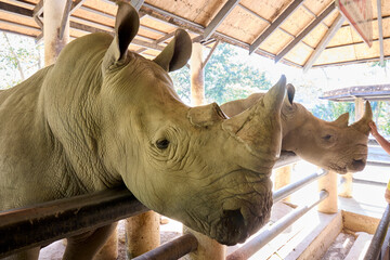 Two albino rhinoceroses at the zoo