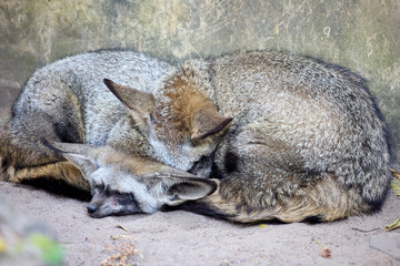 Two big-eared foxes curled up in a ball