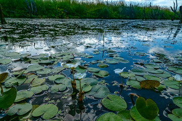 Limnodium. Lowland swamp. Specific water plants, helophytes, macrophytes. Frog's-bit (Hydrocharis morsus-ranae), male flower of dicotyledonous plant. Swamp, but this plant is indicator of clean water