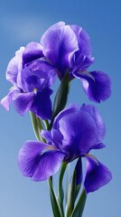 Close-up of vibrant purple irises against a clear blue sky.