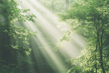 Obraz premium Morning Sunlight Filtering Through Lush Green Forest Canopy