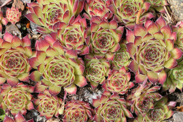 Red and green echeveria plants in nature