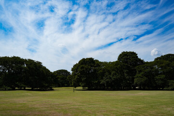 Fototapeta premium 砧公園