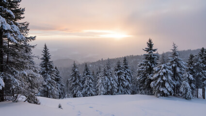 Fototapeta premium Snow-Covered Pine Trees Under a Pastel Winter Sunrise