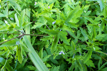 Siberian crane's-bill (Geranium sibiricum) on meadows of Far East Russia, autumn flowers. The Ussuri River