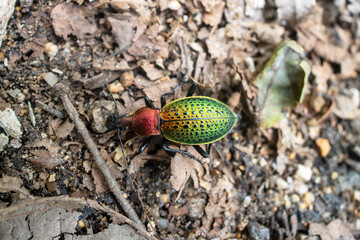 Ground beetle Carabus jankowskii copper-red edging in broad-leaved fir forests in the Sikhote Alin mountains. Primorsky Krai. East Siberia. IUCN Red List rare species