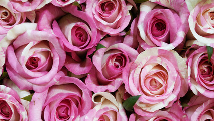 Top view of fresh pink and white roses with delicate petals, captured in close-up. Romantic floral background and wall perfect for weddings, Valentine’s Day, love themes, and elegant decoration.